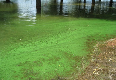Les algues pourraient devenir une nouvelle source d’énergie verte
