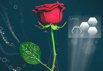 Des chercheurs de Suède présentent la rose bionique