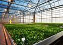 Rapport de recherche: tests sur les luminaires horticoles DEL et DHI